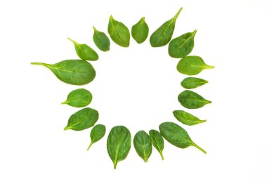 Ispanak yaprakları. Taze yeşil ıspanak üzerinde beyaz bir arka plan izole