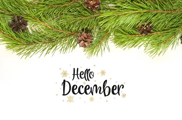 Hello december. Branch of Christmas tree on white background