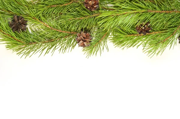 Branch Christmas Tree White Background Royalty Free Stock Photos