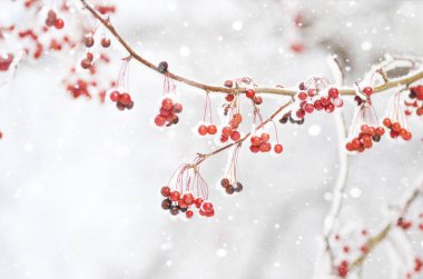 Kırmızı meyveler karla kaplı. Rowan karlı ağaç demetleri. Noel ve yeni yıl kavramı.
