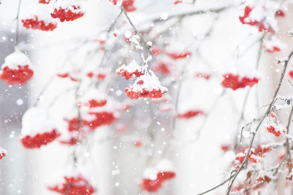 Kırmızı meyveler karla kaplı. Rowan karlı ağaç demetleri. Noel ve yeni yıl kavramı.
