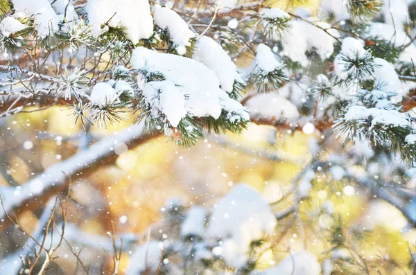 冬天背景新鲜的冷杉树枝覆盖着雪 — 图库照片