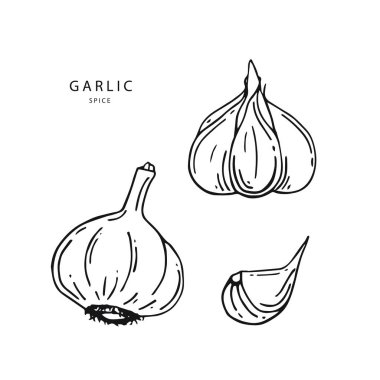 Sarımsak vektör anahat çizim. Organik sağlıklı gıda. Vejetaryen beslenme. Elle çizilmiş. 