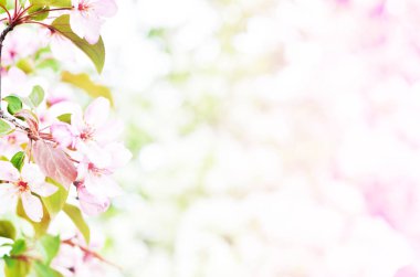  Çiçek doğal arka plan bahar zaman sezon. Çiçek açan elma ağacı.