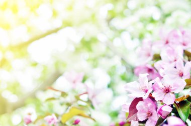  Çiçek doğal arka plan bahar zaman sezon. Çiçek açan elma ağacı.