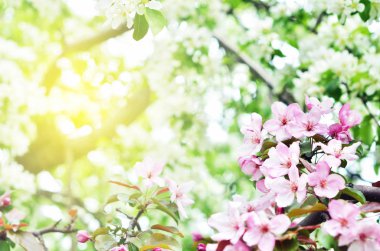  Çiçek doğal arka plan bahar zaman sezon. Çiçek açan elma ağacı.