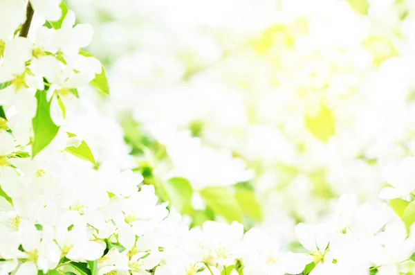 Jarní Květinové Přirozeného Pozadí Časové Období Kvetoucí Jabloň — Stock fotografie