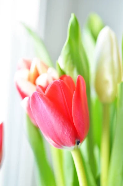 Lente Bloemen Lente Achtergrond Wenskaart Voor Valentine Day Woman Day — Stockfoto