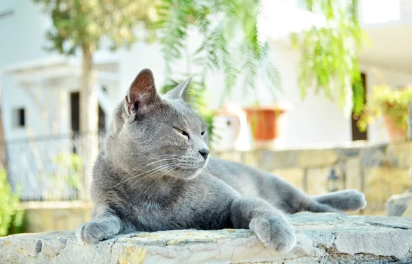 Concepto Mascotas Animales Genealógicos Retrato Del Gato Siamés —  Fotos de Stock