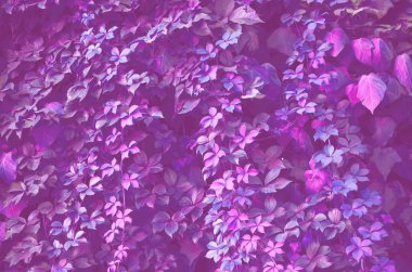 Bitkilerin yaprakları doğal deseni. Sanat Stilizasyon - görüntü