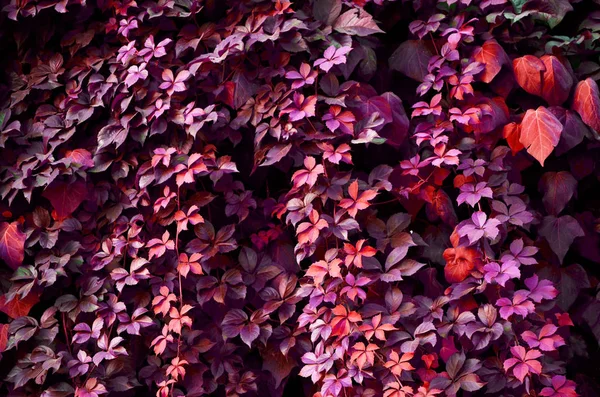 植物の葉の自然なパターン 芸術様式 イメージ — ストック写真