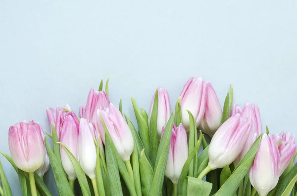 Fondo Floral Con Flores Tulipanes Sobre Fondo Azul Asiento Plano — Foto de Stock