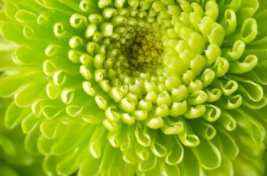 Bir çiçek yakın fotoğrafı. Makro fotoğrafçılık. Sanat Stilizasyon 