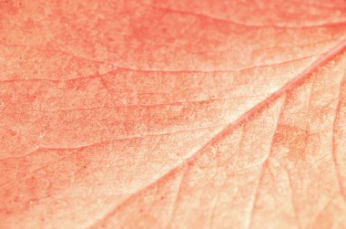 Yaprak doku veya yaprak arka plan tasarımı için. Sanat Stilizasyon 