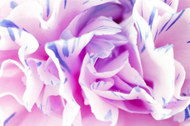 Bir karanfil çiçek fotoğrafı kapatın. Makro fotoğrafçılık. Sanat Stilizasyon 