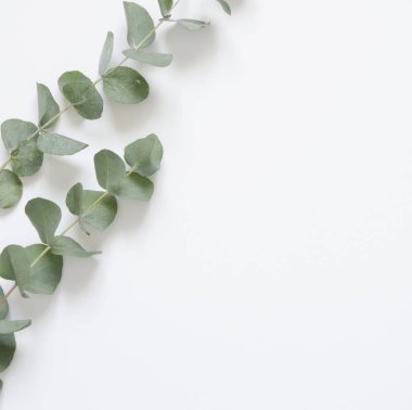 Okaliptüs beyaz zemin üzerine bırakır. Düz yatıyordu, en iyi görünüm, kopya alanı