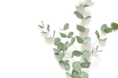 Okaliptüs beyaz zemin üzerine bırakır. Düz yatıyordu, en iyi görünüm, kopya alanı