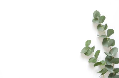 Okaliptüs beyaz zemin üzerine bırakır. Düz yatıyordu, en iyi görünüm, kopya alanı