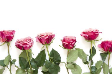 Çiçek kompozisyon. Gül çiçek beyaz arka plan üzerinde. Yat, görünümü, kopya alanı top. -Görüntü