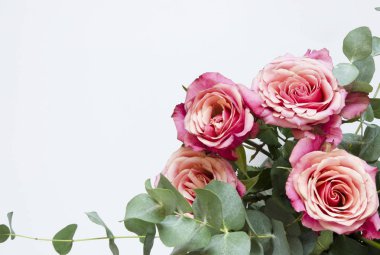 Çiçek kompozisyon. Gül çiçek ve beyaz arka plan üzerinde şube okaliptüs. Görünümü en çok, uzay kopyalayın. -Görüntü