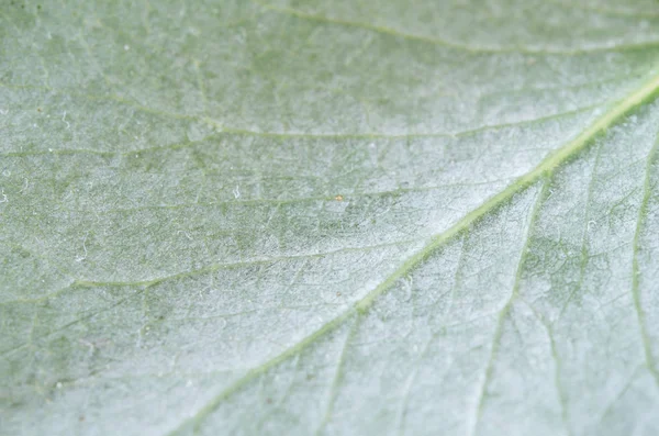 Texture Liść Lub Tle Liści Użytku Liść Tło Lub Liść — Zdjęcie stockowe