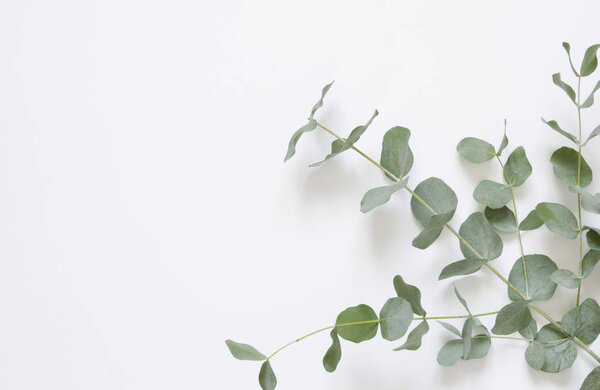 Eucalyptus leaves on white background. Flat lay, top view, copy space