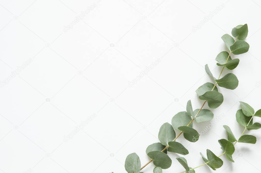 Eucalyptus leaves on white background. Flat lay, top view, copy space