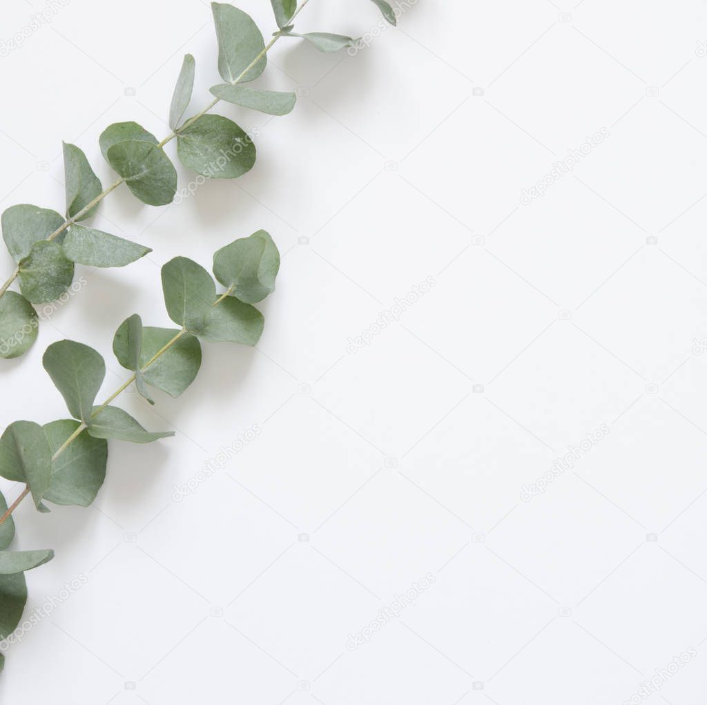 Eucalyptus leaves on white background. Flat lay, top view, copy space