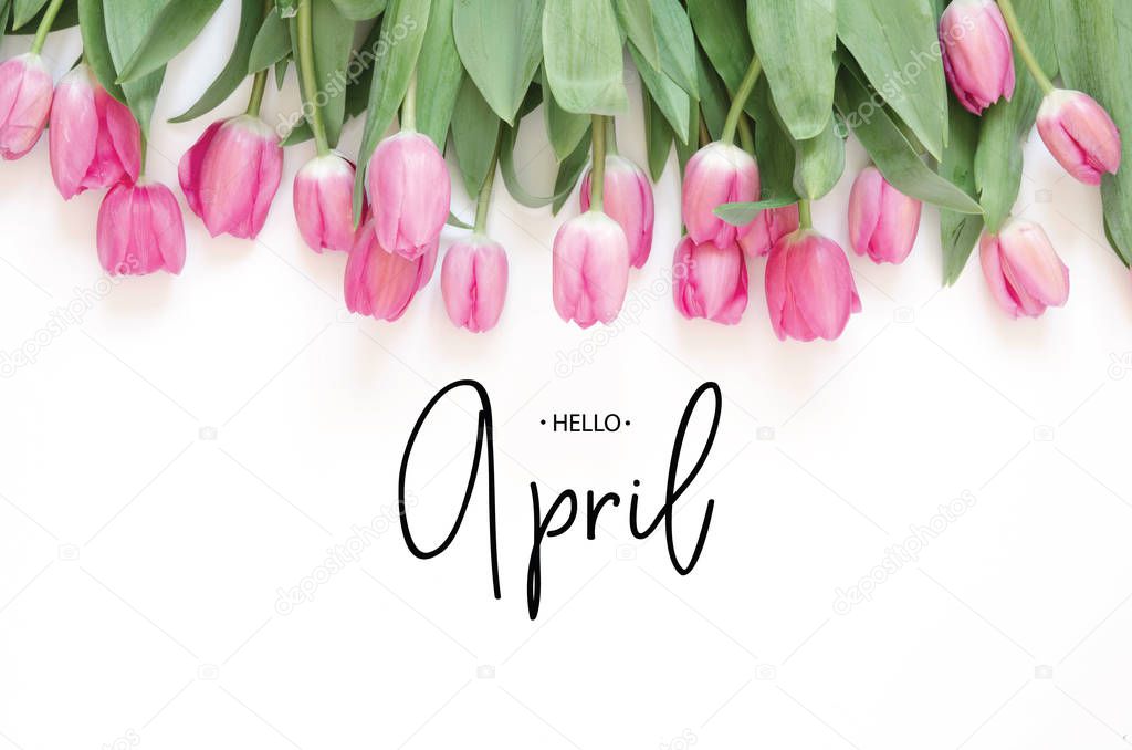 Inscription Hello April. Tulip flower. Spring background.