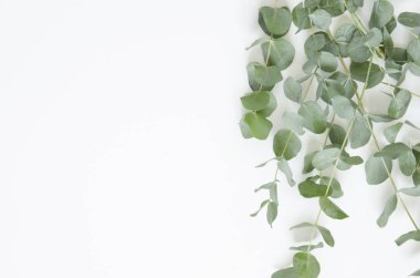 Okaliptüs beyaz zemin üzerine bırakır. Düz yatıyordu, en iyi görünüm, kopya alanı