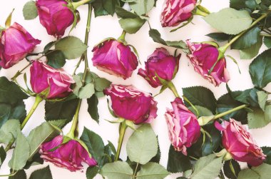 Çiçek desen. Gül çiçek beyaz arka plan üzerinde. Düz yatıyordu. Görünümü en çok, uzay kopyalayın. -Görüntü