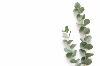 Okaliptüs beyaz zemin üzerine bırakır. Düz yatıyordu, en iyi görünüm, kopya alanı