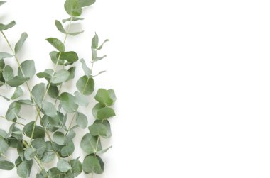 Okaliptüs beyaz zemin üzerine bırakır. Düz yatıyordu, en iyi görünüm, kopya alanı