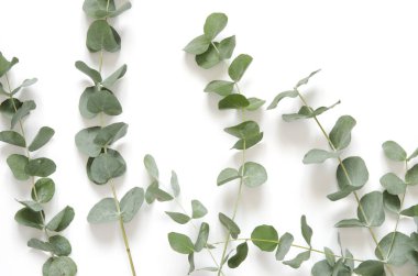 Okaliptüs beyaz zemin üzerine bırakır. Düz yatıyordu, en iyi görünüm, kopya alanı