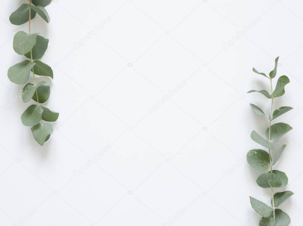 Eucalyptus leaves on white background. Flat lay, top view, copy space