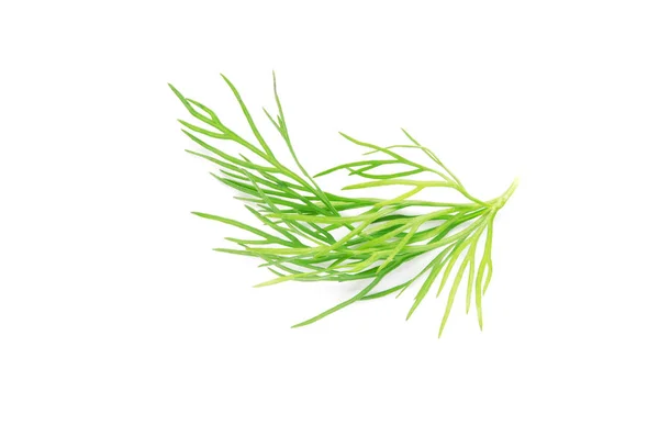Green Dill Branch White Background Image — Stock Photo, Image