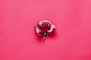 Pembe arka planda bir kurutulmuş gül çiçeği. -Görüntü