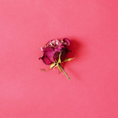 Pembe arka planda bir kurutulmuş gül çiçeği. -Görüntü