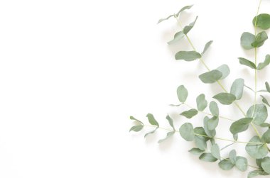 Okaliptüs beyaz zemin üzerine bırakır. Düz yatıyordu, en iyi görünüm, kopya alanı