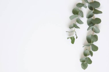 Okaliptüs beyaz zemin üzerine bırakır. Düz yatıyordu, en iyi görünüm, kopya alanı