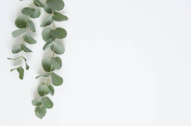 Okaliptüs beyaz zemin üzerine bırakır. Düz yatıyordu, en iyi görünüm, kopya alanı