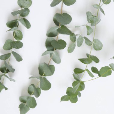 Okaliptüs beyaz zemin üzerine bırakır. Düz yatıyordu, en iyi görünüm, kopya alanı