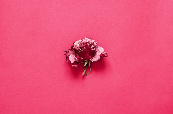 Een Gedroogde Roos Bloem Roze Achtergrond Image — Stockfoto