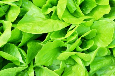 Salata dokusu. Sebze bahçesinde yetişen yeşil marul.