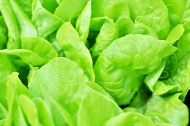 Salata dokusu. Sebze bahçesinde yetişen yeşil marul.