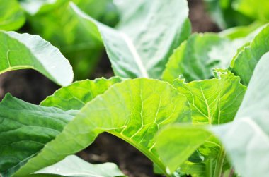 Bir sebze bahçesinde büyüyen karnabahar brokoli bitki.