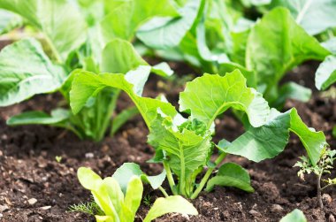 Bir sebze bahçesinde büyüyen karnabahar brokoli bitki.