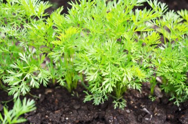 Genç havuç kafalılar, verimli topraklarda sebze yetiştiriyorlar, tarım ve çiftlik kavramı..