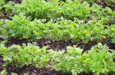 Genç havuç kafalılar, verimli topraklarda sebze yetiştiriyorlar, tarım ve çiftlik kavramı..