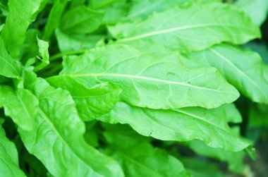 Taze organik sorrel salata veya çorba için desen arka plan bırakır. Folik asit yeşil ekşi sorrel folikül doku kaynağı